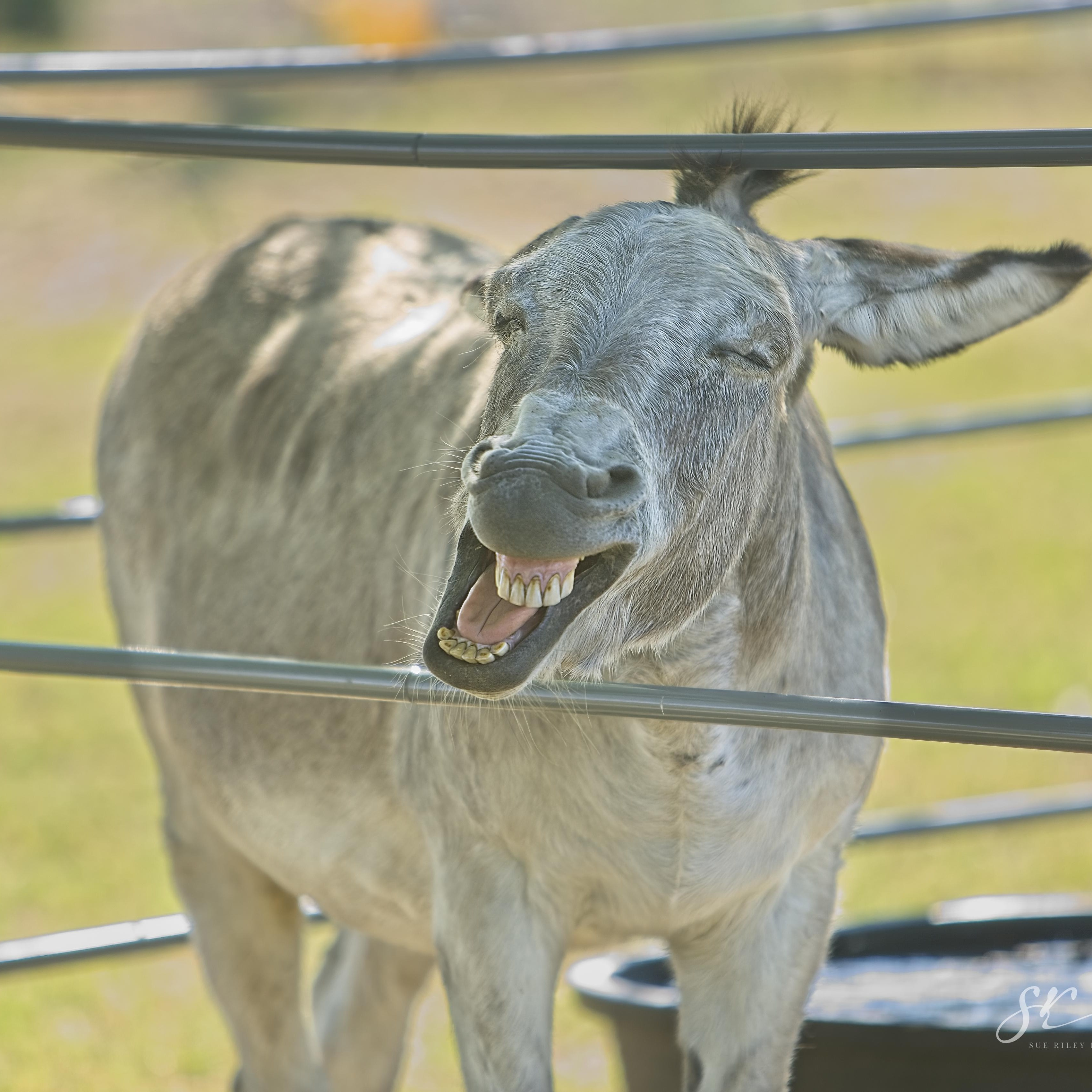 Enlarge Jimmy Dean, a Adoptable Donkey in Royse City, TX image 2/5
