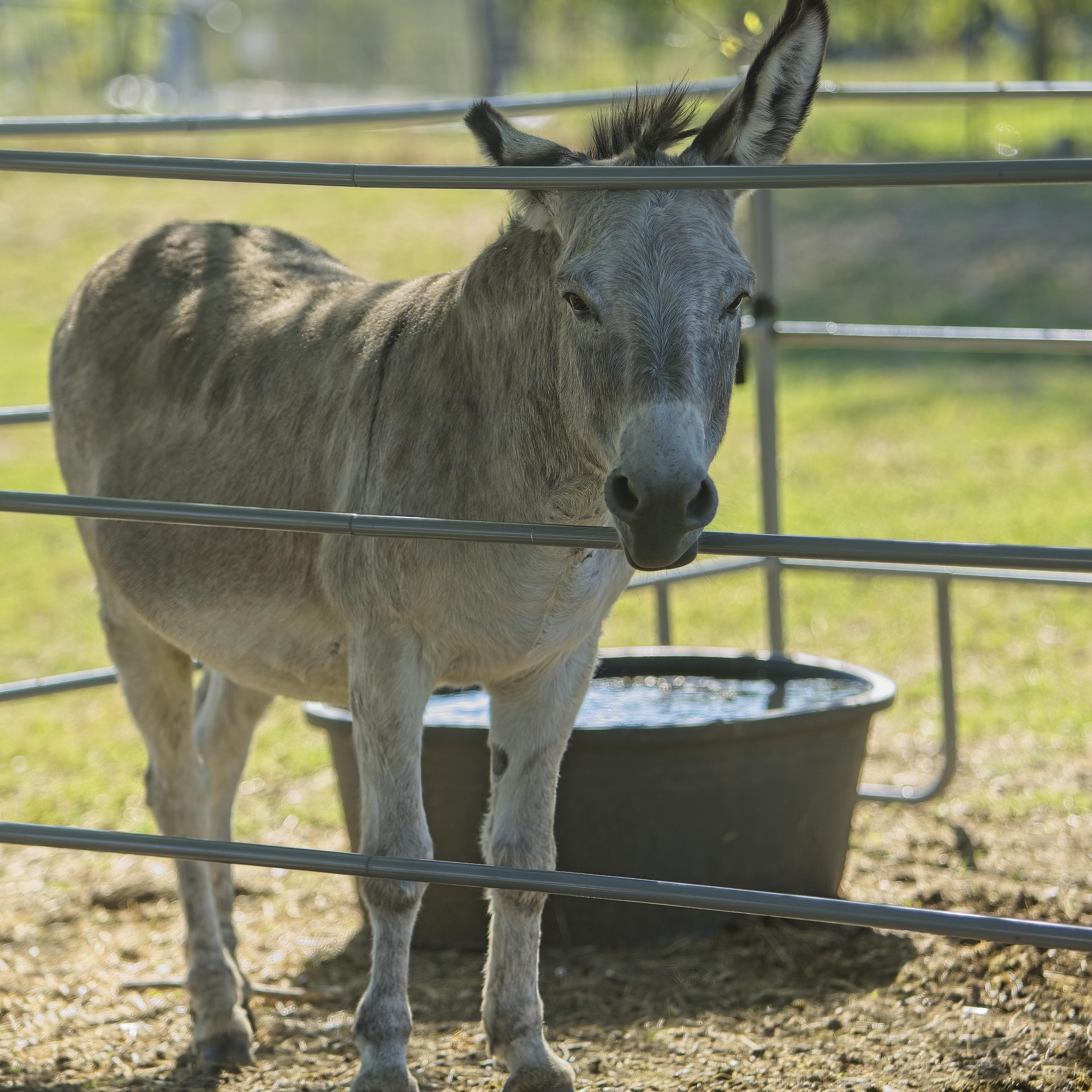 Enlarge Jimmy Dean, a Adoptable Donkey in Royse City, TX image 3/5