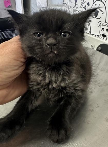 06347B Shadow Adoption Ambassador, Adoptable, Young Male Domestic Short Hair & Domestic Short Hair.