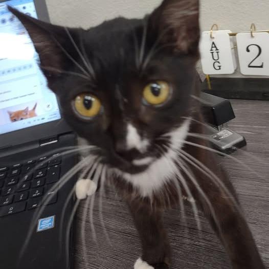 Lilly, Adoptable, Kitten Female Domestic Short Hair.