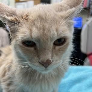 Piper, adopted, Kitten Male Domestic Short Hair.