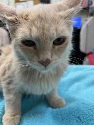 Enlarge Piper, an adopted mixed breed in Rapid City, SD image 2/2