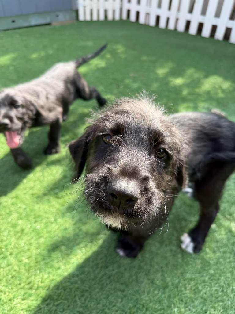 Bonnie, an adoptable Mixed Breed, Puggle in Camarillo, CA, 93012 | Photo Image 3