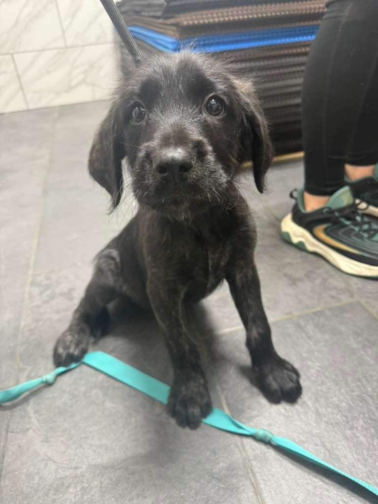 Enlarge Bonnie, a Adoptable mixed breed in Camarillo, CA image 4/5