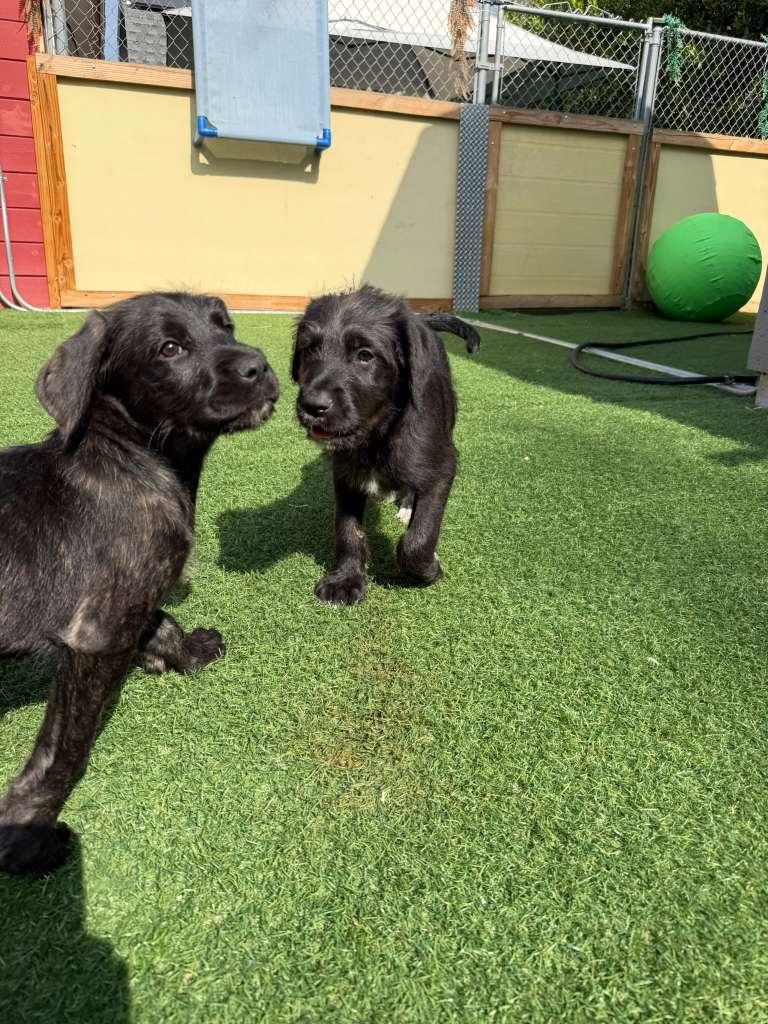 Enlarge Bonnie, a Adoptable mixed breed in Camarillo, CA image 5/5