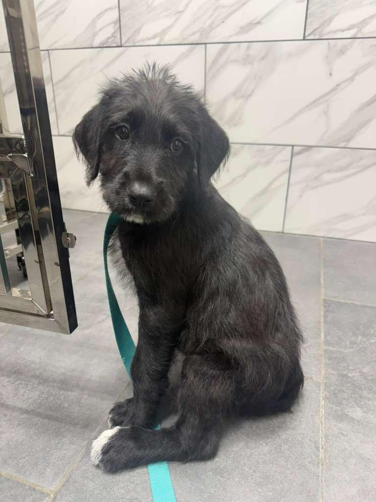 Enlarge Bonnie, a Adoptable mixed breed in Camarillo, CA image 1/5