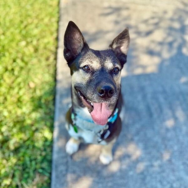 Shelly Seashells the Sweet Kid Friendly Snugglepup — thumbnail 4