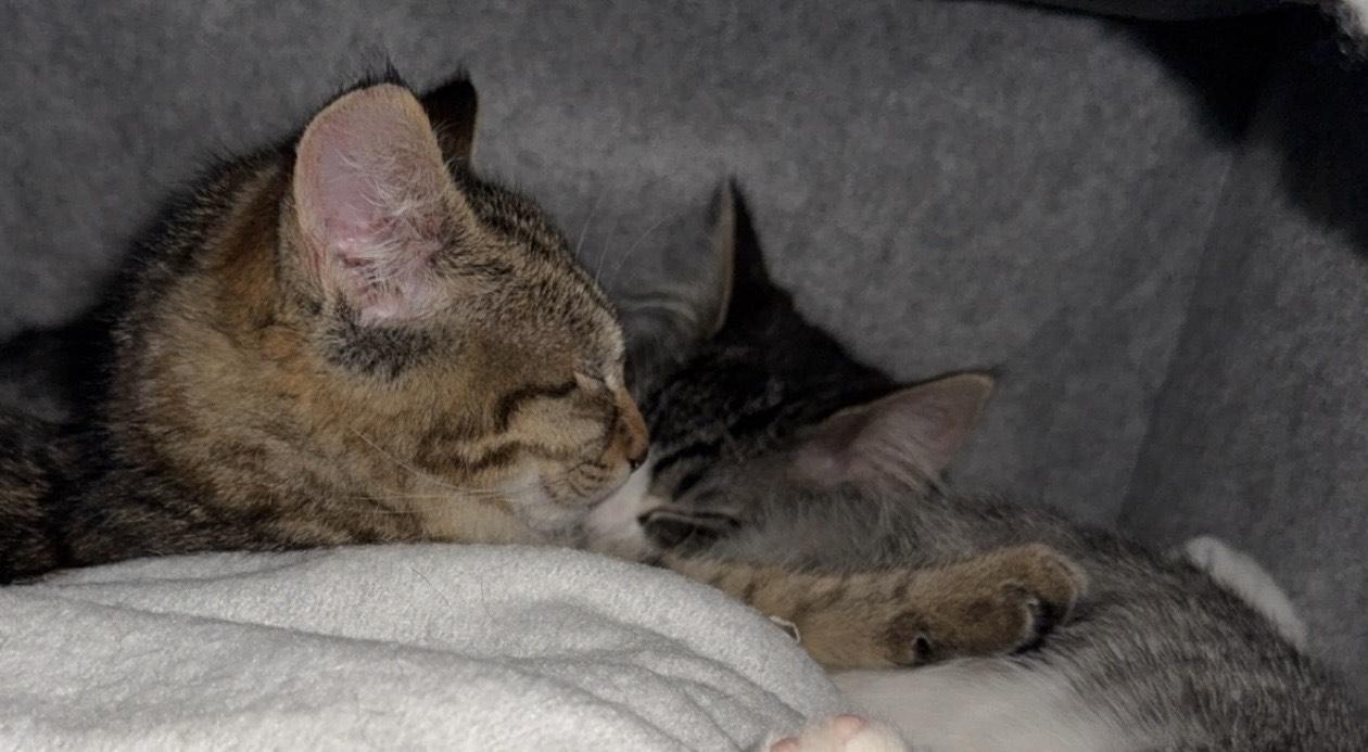 Enlarge Rachel and Squeak, a ADOPTABLE Domestic Short Hair in Rochester, WA image 2/5