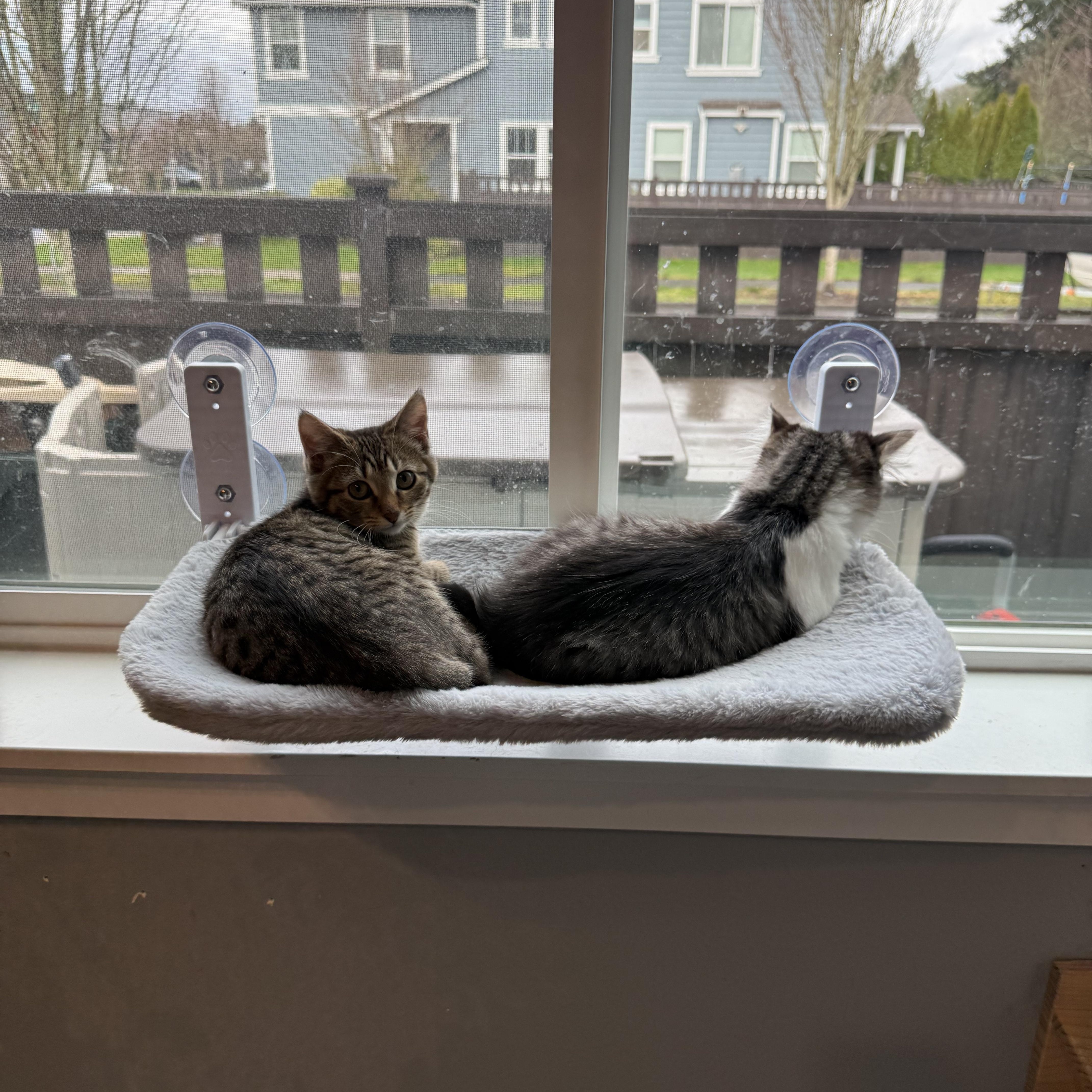 Rachel and Squeak, ADOPTABLE, Kitten Female Domestic Short Hair.