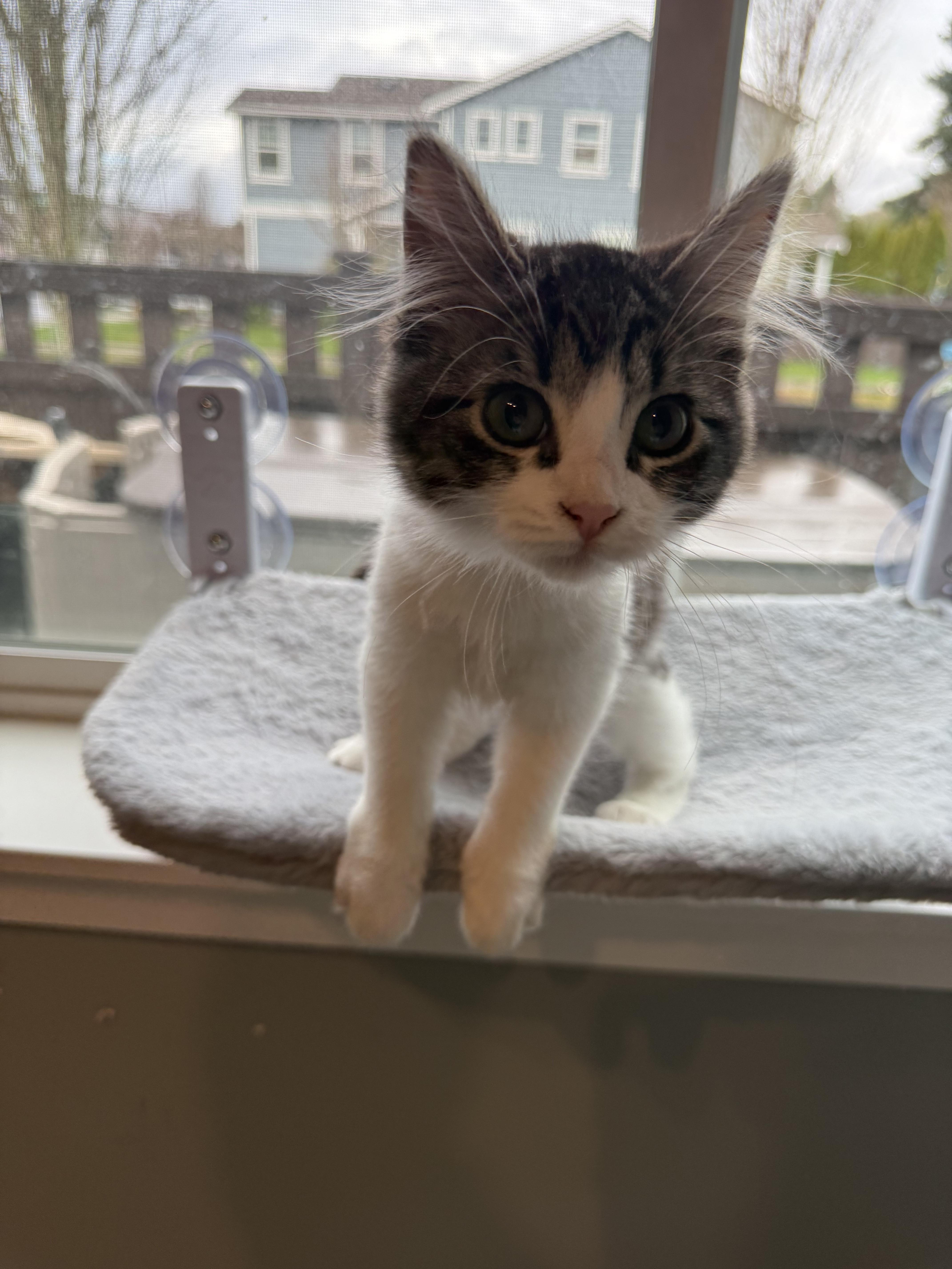 Enlarge Rachel and Squeak, a ADOPTABLE Domestic Short Hair in Rochester, WA image 5/5