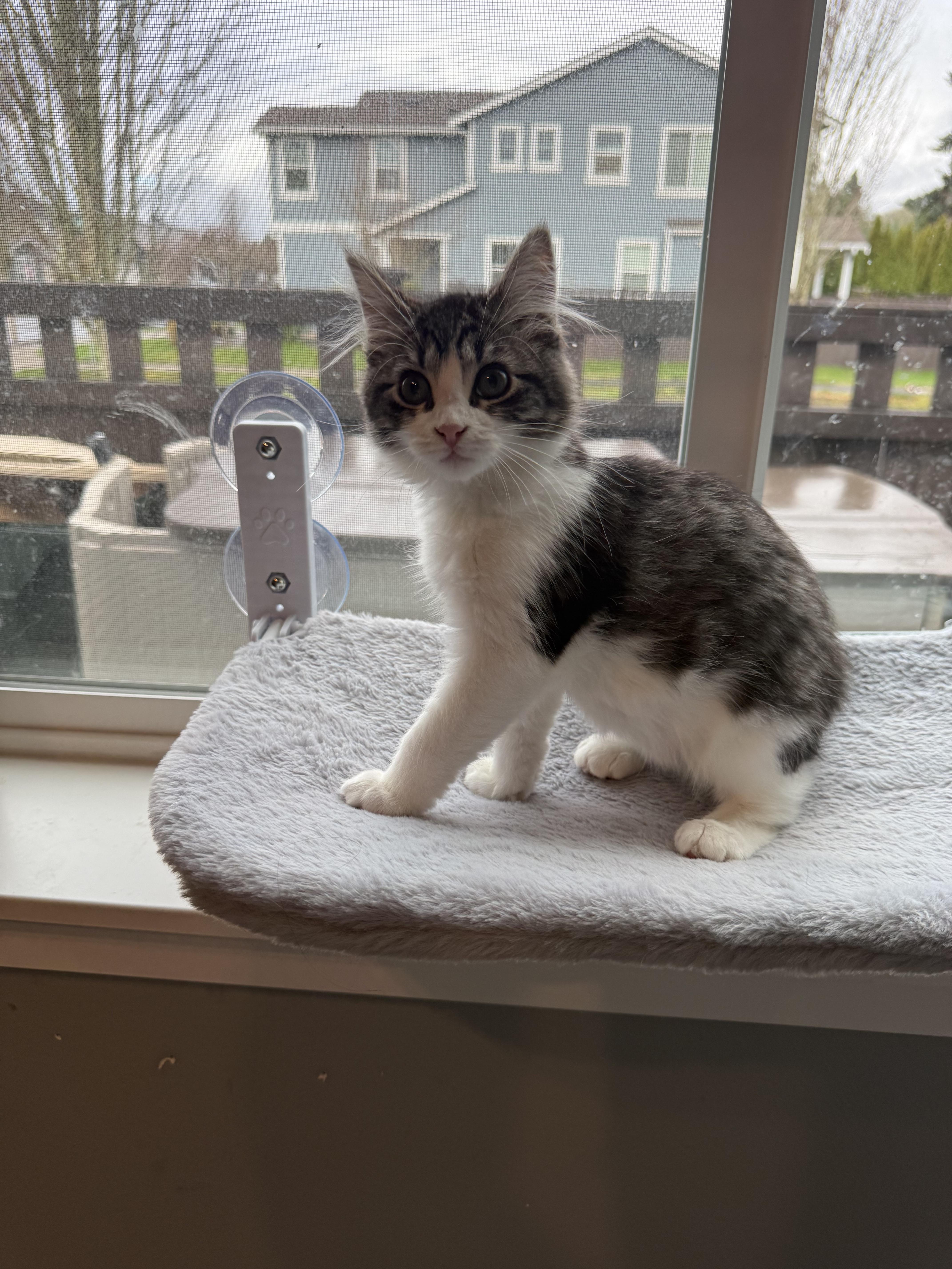 Enlarge Rachel and Squeak, a ADOPTABLE Domestic Short Hair in Rochester, WA image 4/5