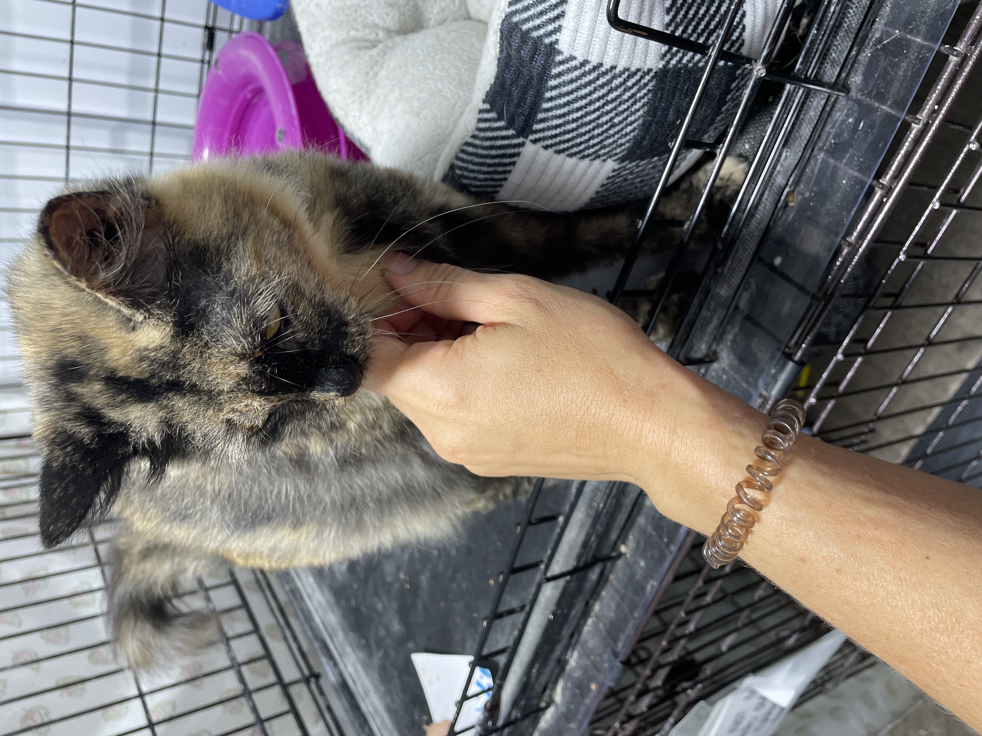 Cat for adoption Cookie, a Tortoiseshell in Le Mars, IA Petfinder