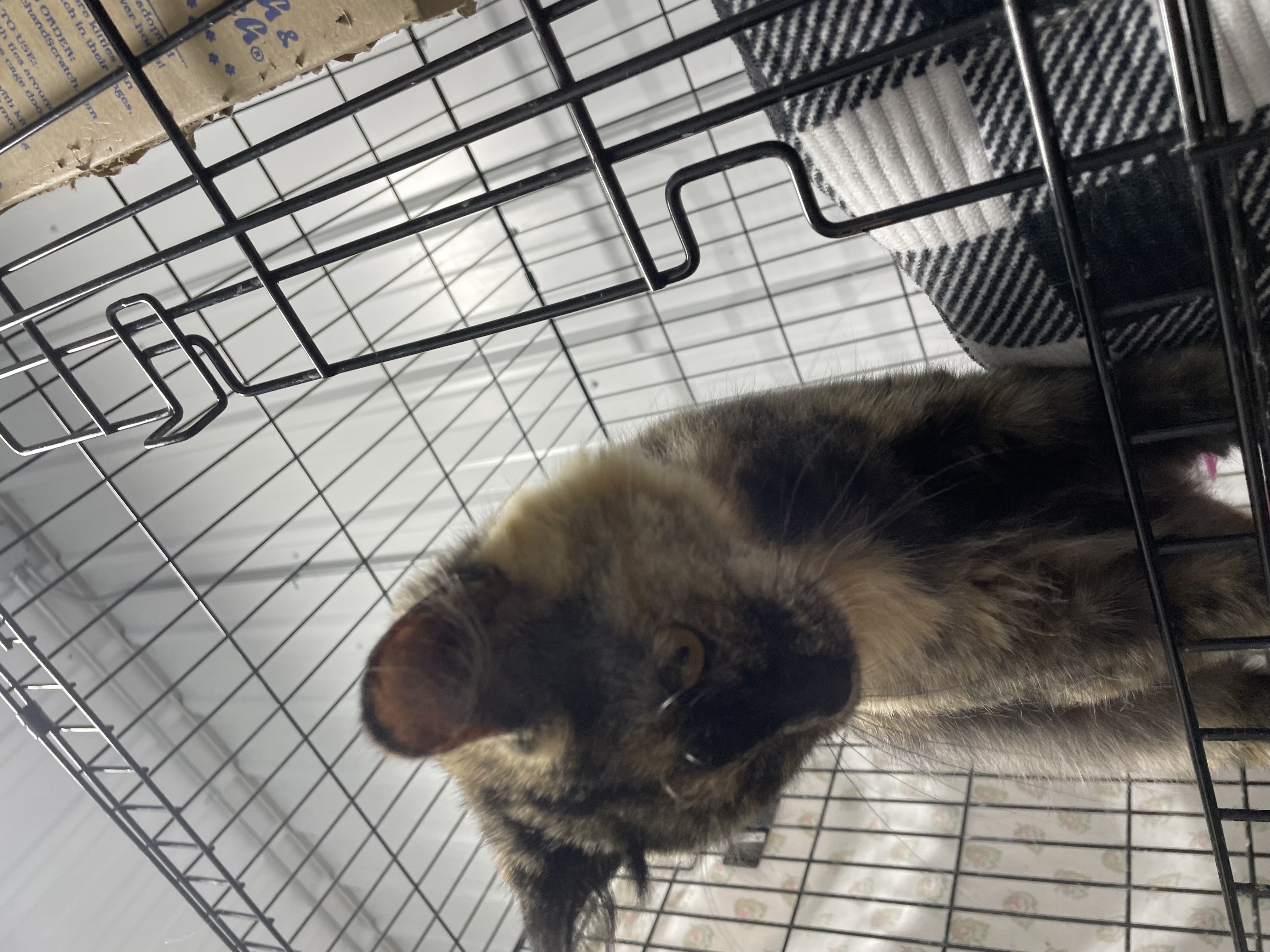 Cat for adoption Cookie, a Tortoiseshell in Le Mars, IA Petfinder