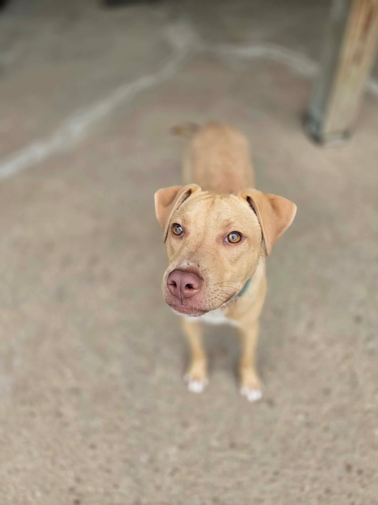 Brayden, Adoptable, Puppy Male American Bully.