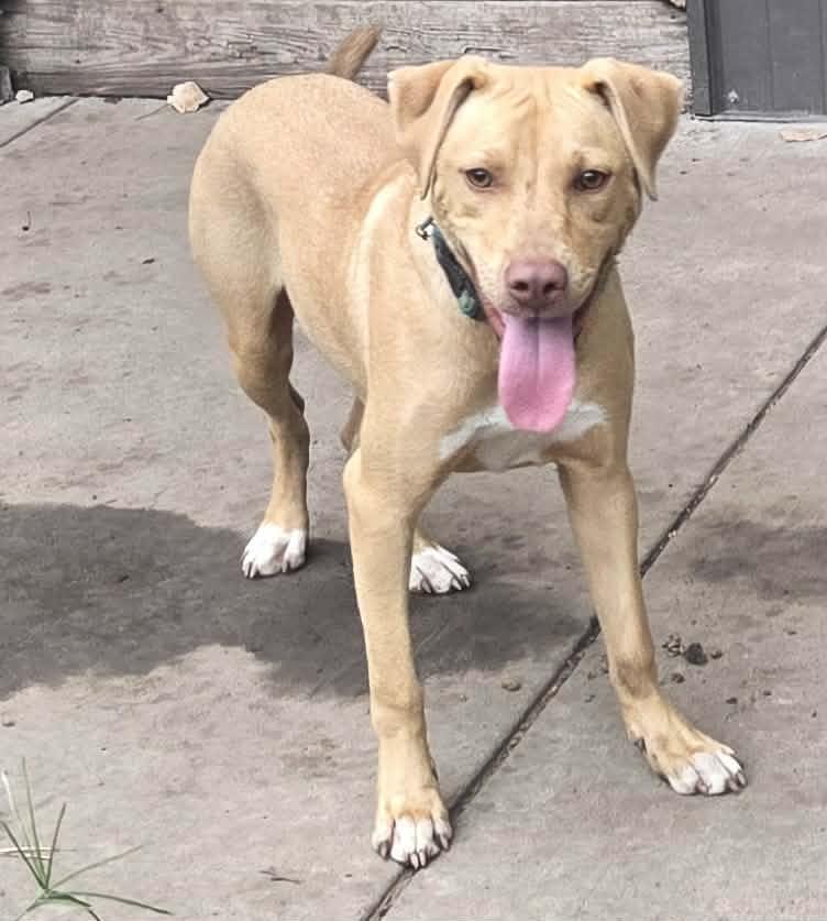 Enlarge Brayden, a Adoptable American Bully in Manhattan, KS image 6/6