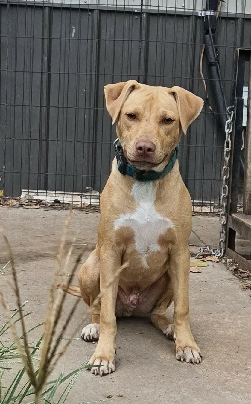 Brayden, Adoptable, Puppy Male American Bully.