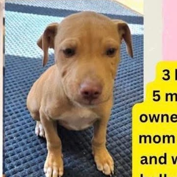 Brayden, Adoptable, Puppy Male American Bully.