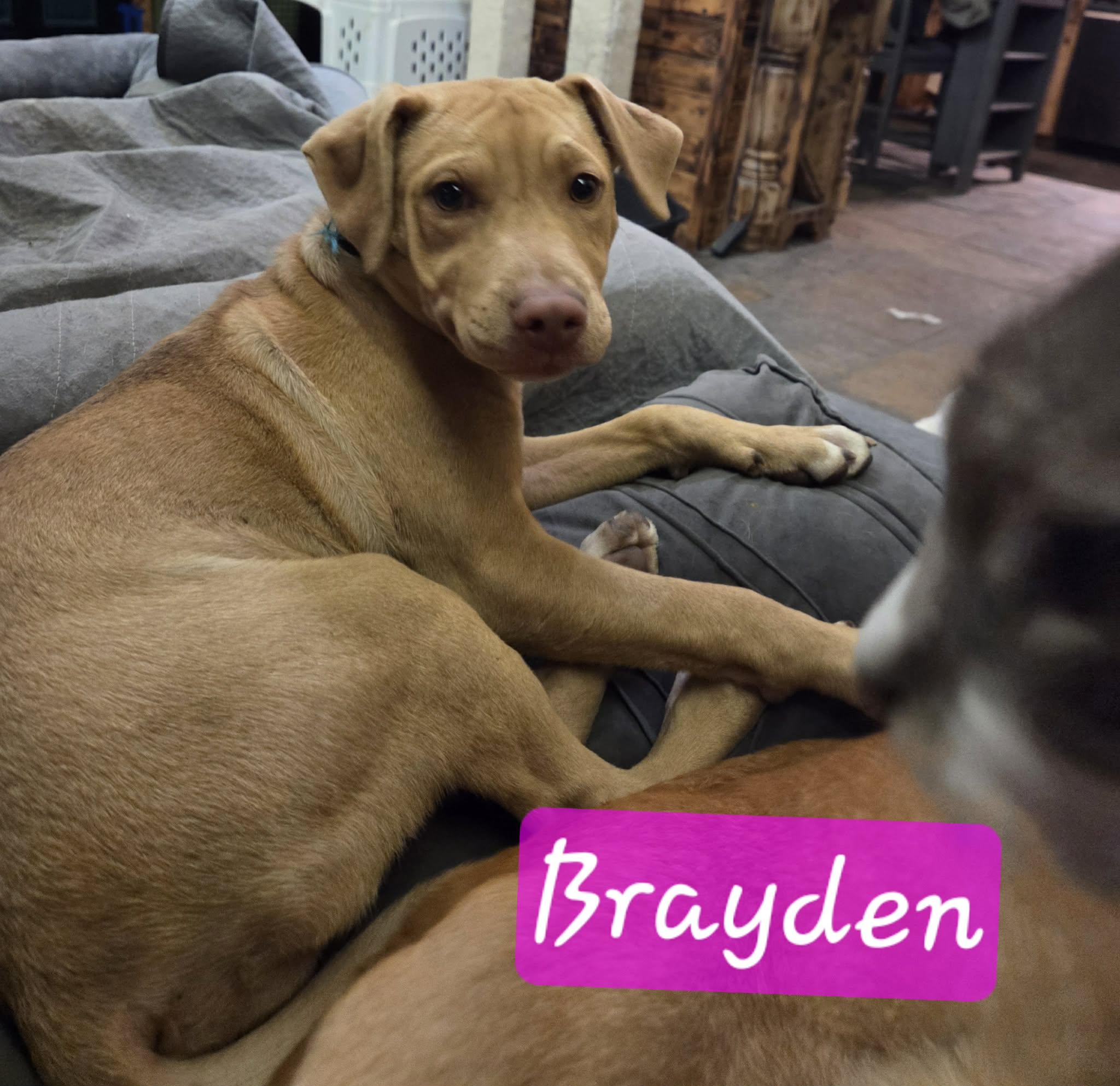Brayden, a Adoptable American Bully in Manhattan, KS image 1/6