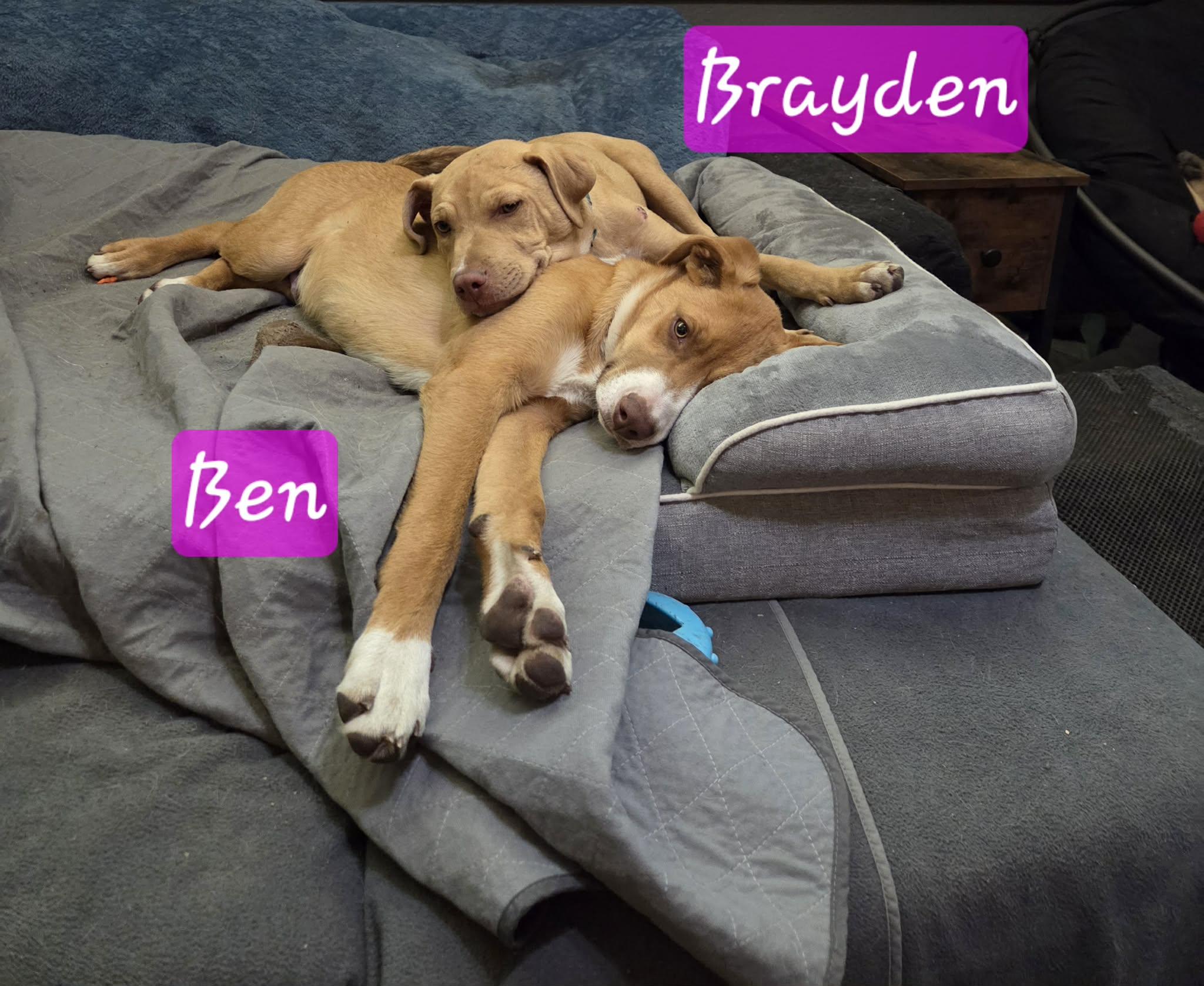Brayden, a Adoptable American Bully in Manhattan, KS image 2/6