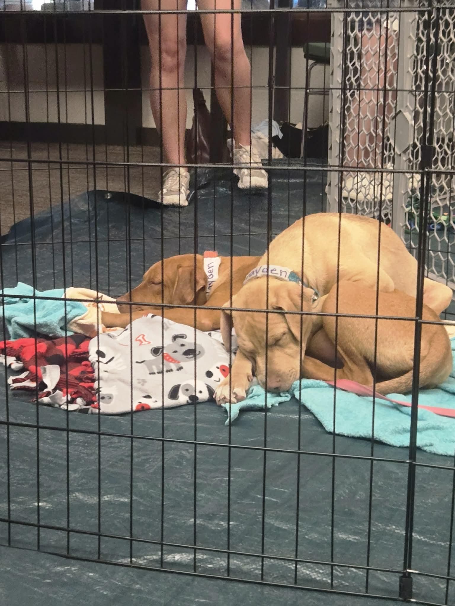 Brayden, a Adoptable American Bully in Manhattan, KS image 5/6