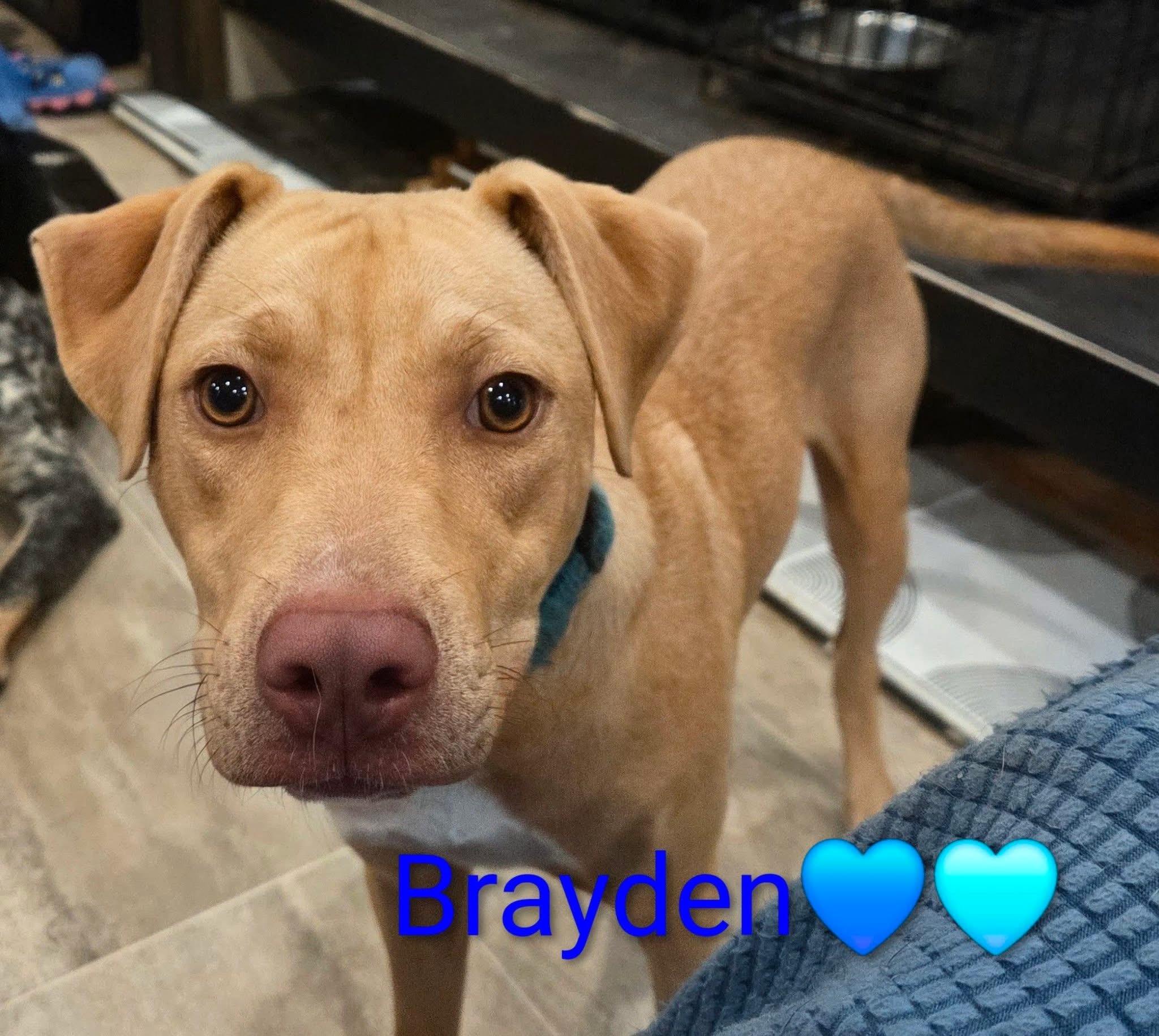 Enlarge Brayden, a Adoptable American Bully in Manhattan, KS image 2/6