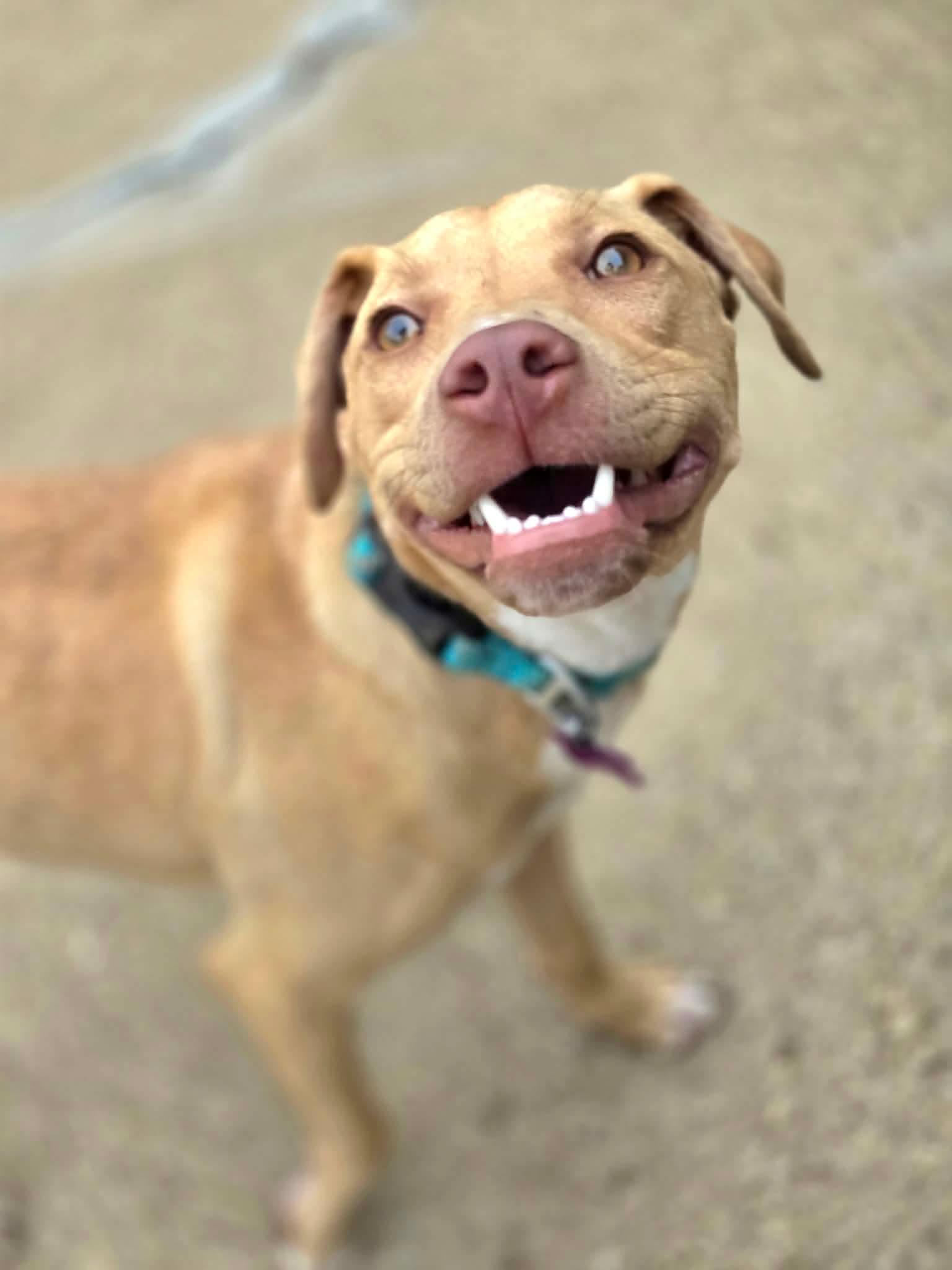 Enlarge Brayden, a Adoptable American Bully in Manhattan, KS image 3/6