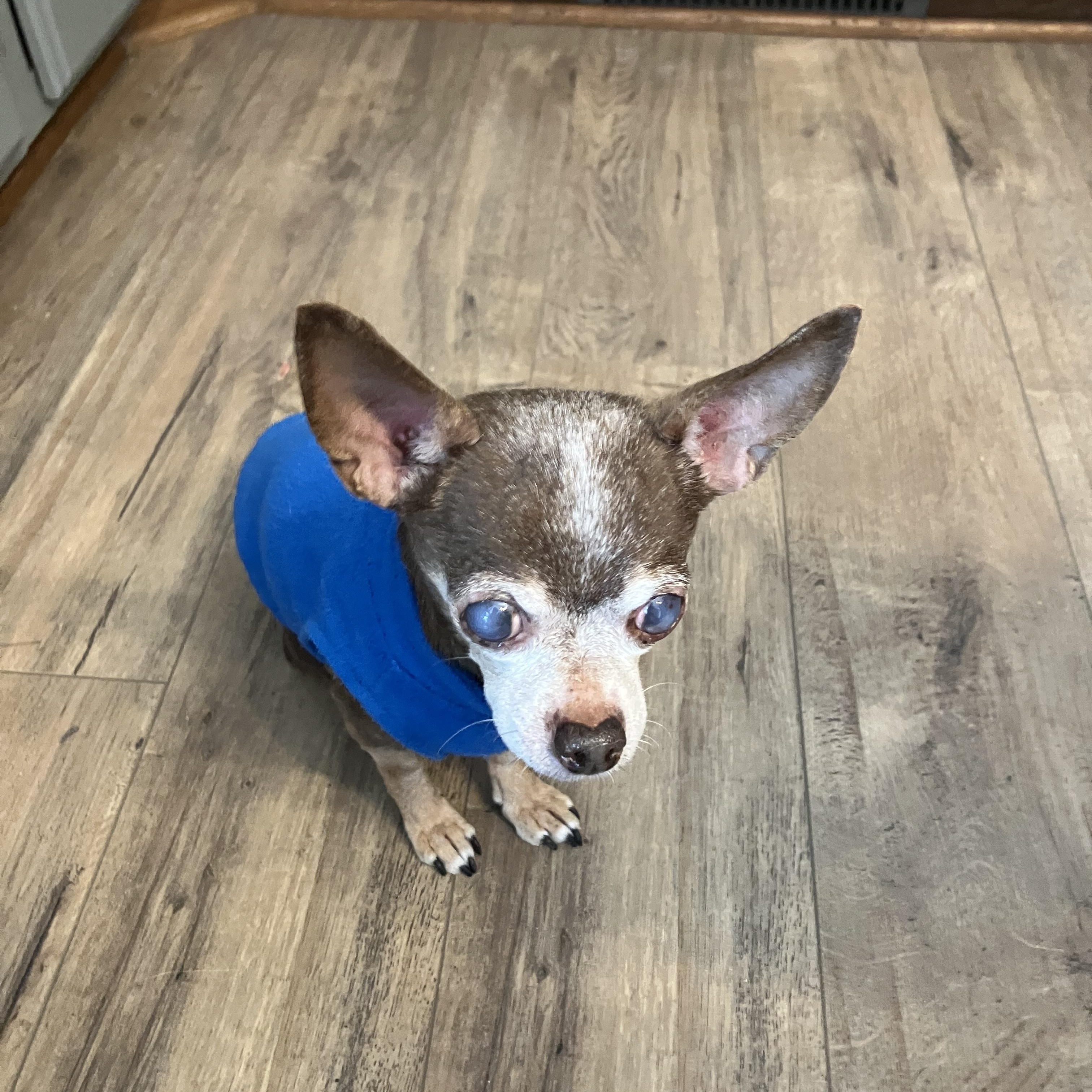 Robbie, ADOPTABLE, Senior Male Chihuahua.