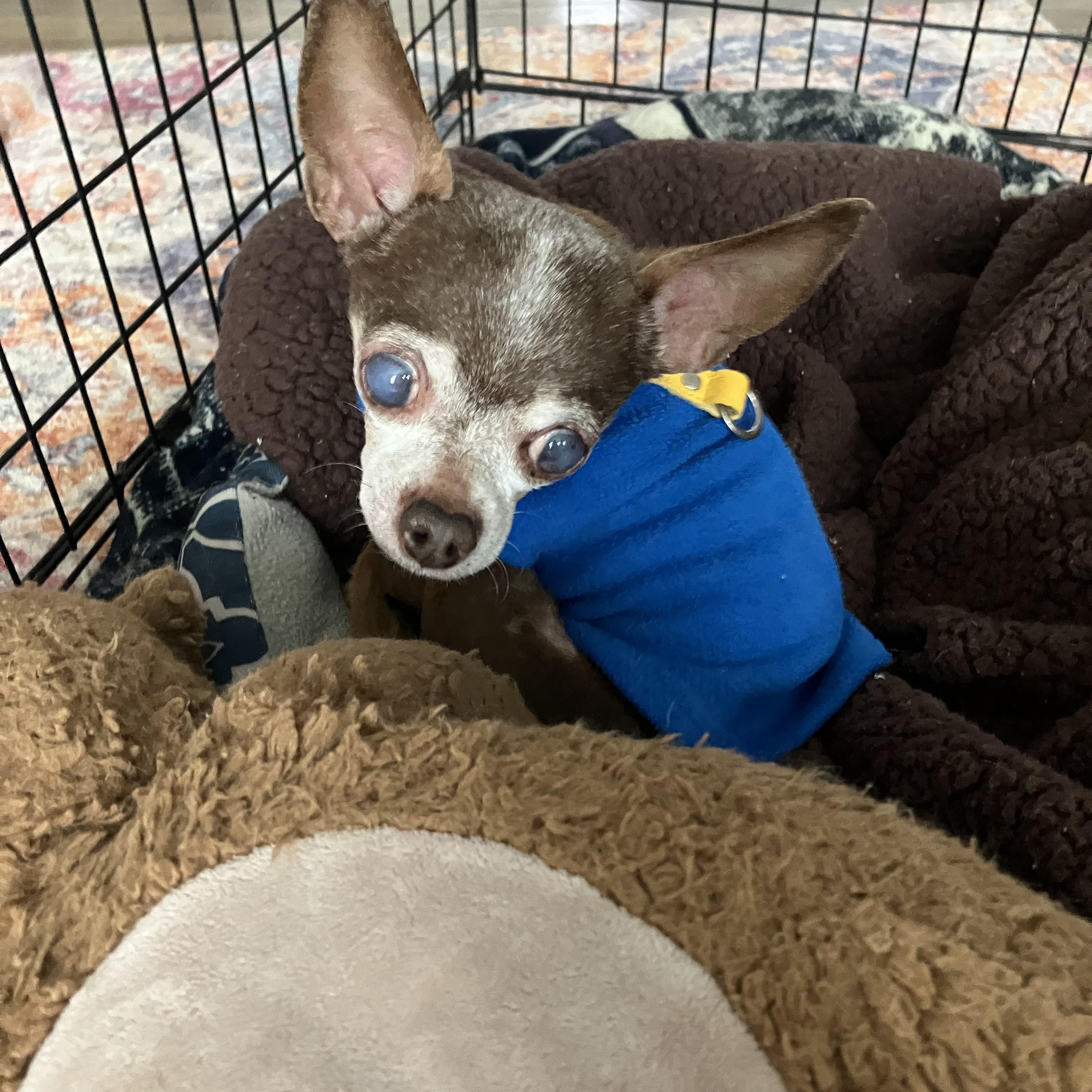 Enlarge Robbie, a ADOPTABLE Chihuahua in Whitewater, WI image 3/6