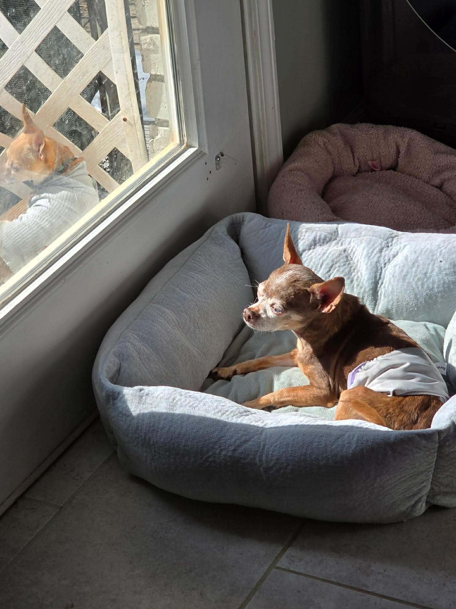 Enlarge Robbie, a ADOPTABLE Chihuahua in Whitewater, WI image 4/6