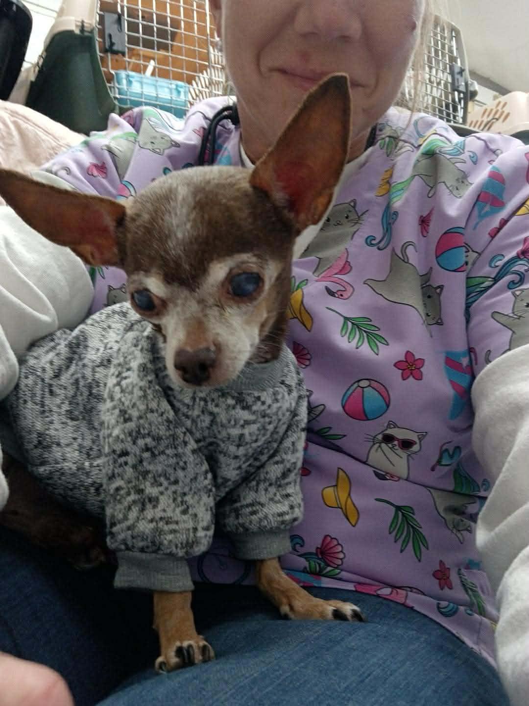 Enlarge Robbie, a ADOPTABLE Chihuahua in Whitewater, WI image 5/6