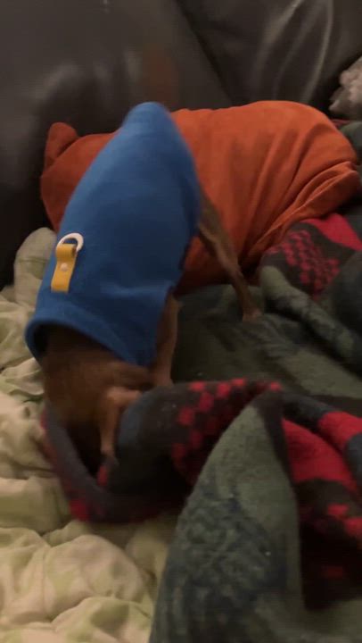 Enlarge Robbie, a ADOPTABLE Chihuahua in Whitewater, WI video 2/6