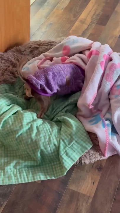 Enlarge Robbie, a ADOPTABLE Chihuahua in Whitewater, WI video 6/6