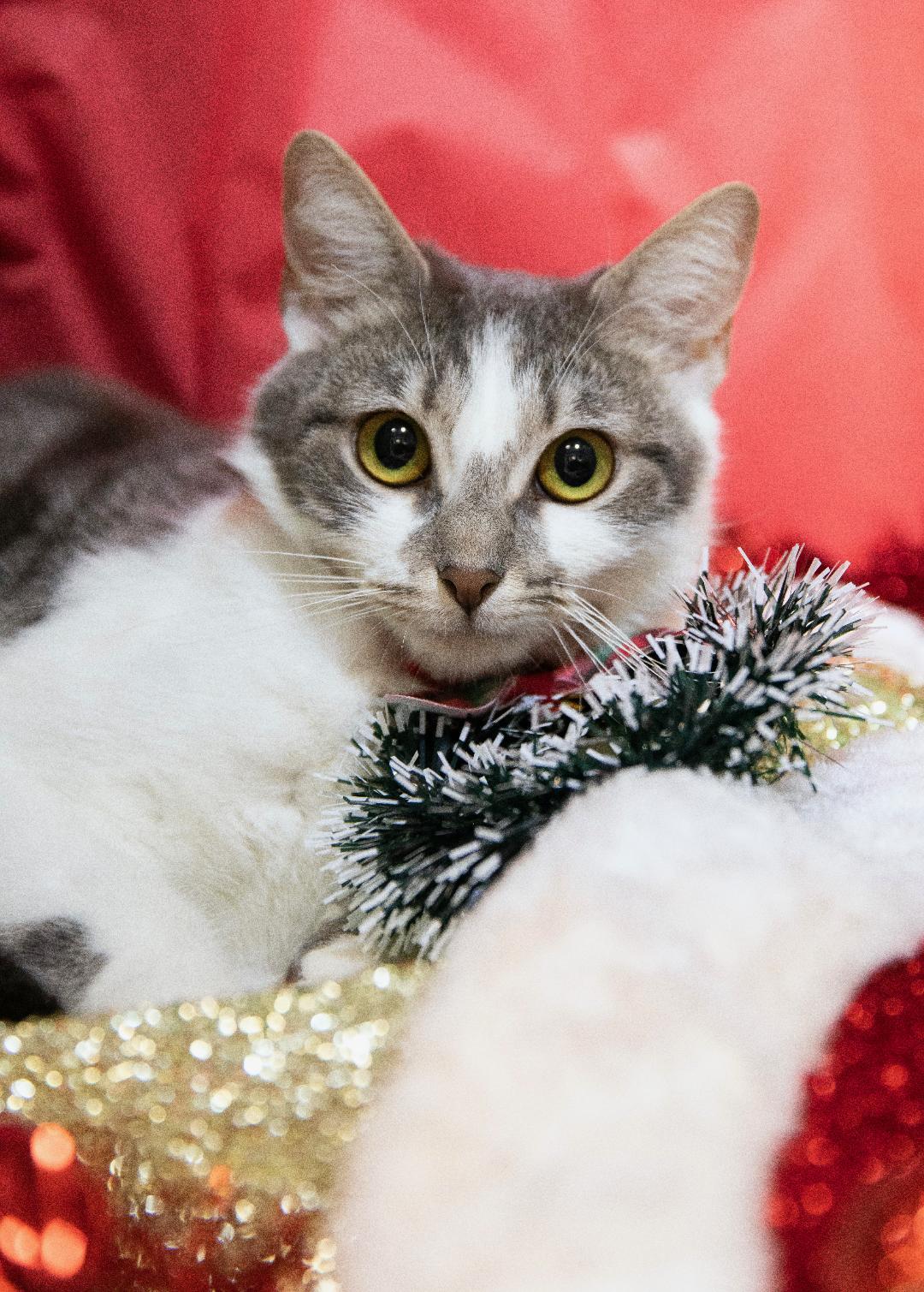 Daphne, Young Female Domestic Short Hair