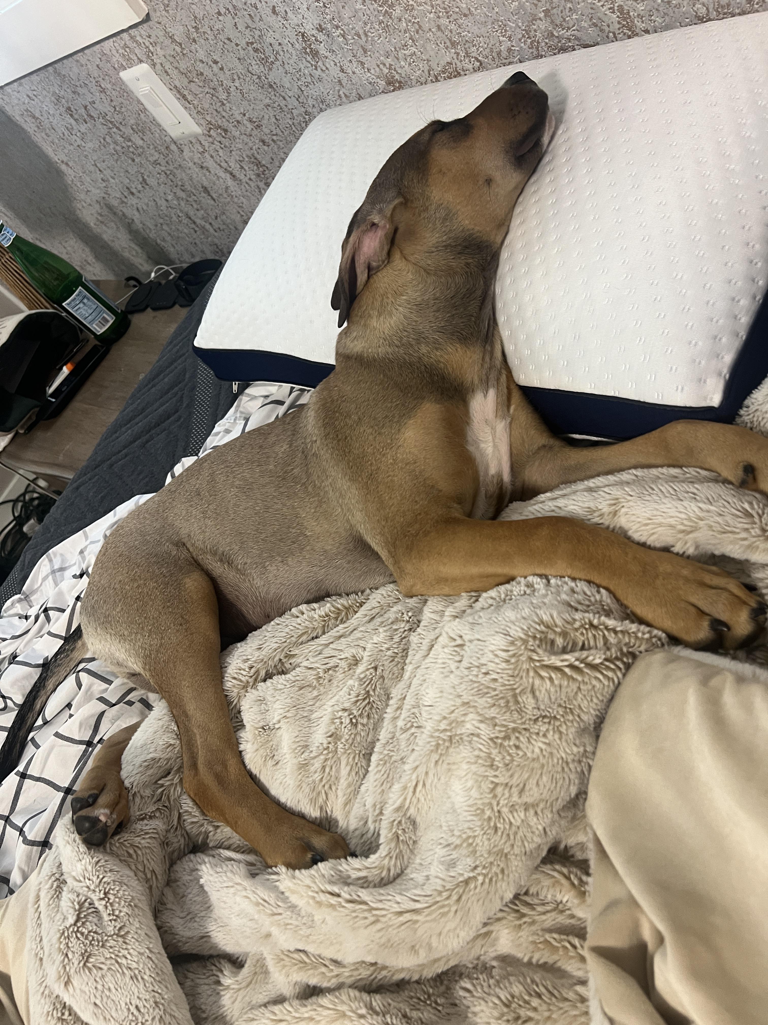 November, an adoptable Labrador Retriever in Spokane, WA, 99207 | Photo Image 3