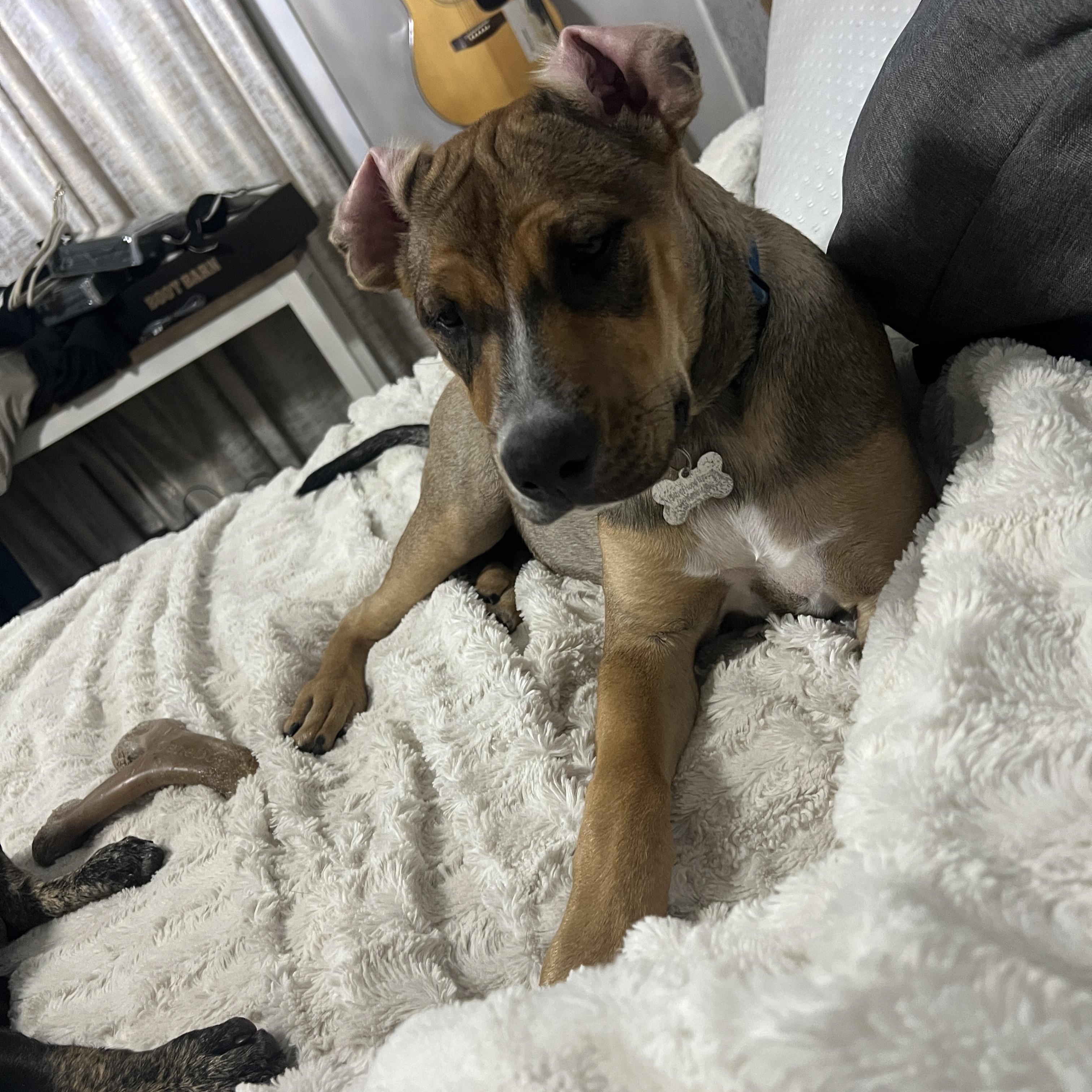 November, an adoptable Labrador Retriever in Spokane, WA, 99207 | Photo Image 1