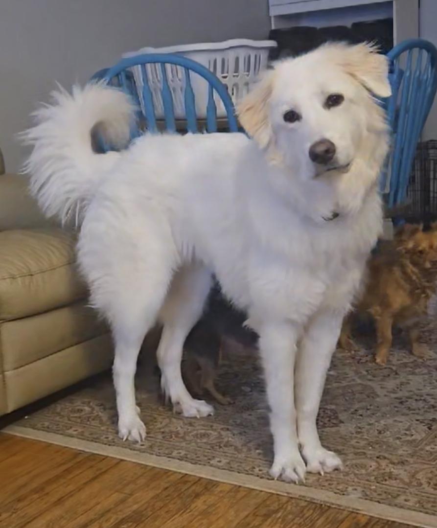 Stryker, a Adoptable mixed breed in Oshawa, ON image 1/5