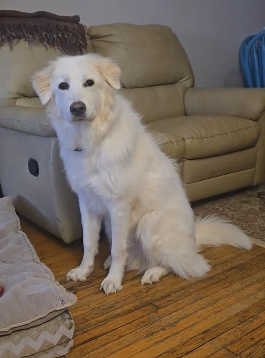 Stryker, a Adoptable mixed breed in Oshawa, ON image 2/5