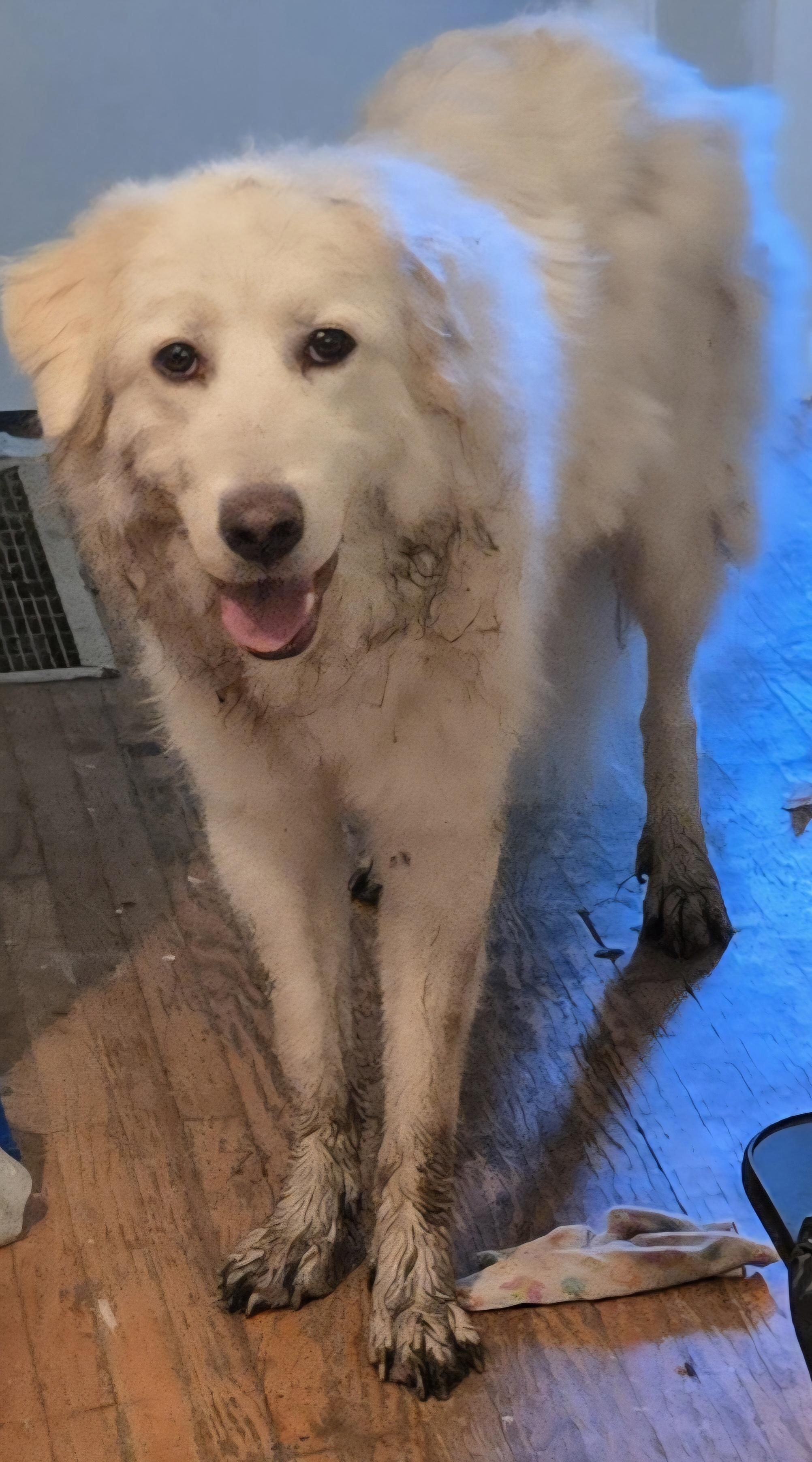 Stryker, a Adoptable mixed breed in Oshawa, ON image 3/5