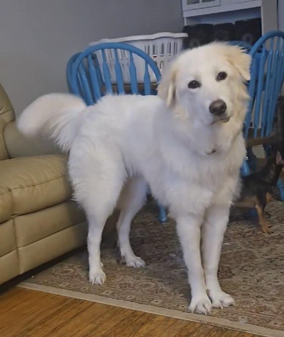 Stryker, a Adoptable mixed breed in Oshawa, ON image 4/5