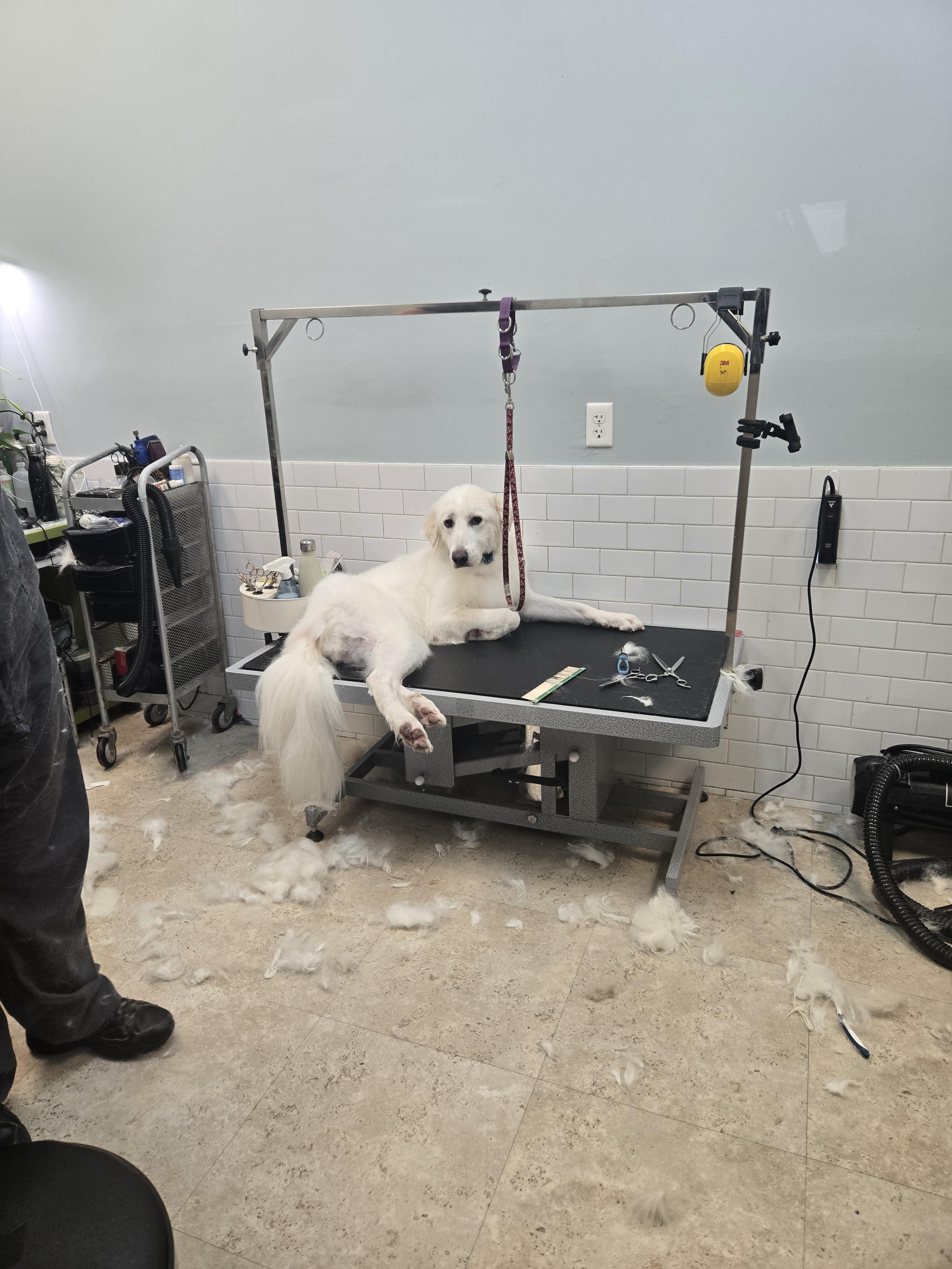 Stryker, a Adoptable mixed breed in Oshawa, ON image 5/5