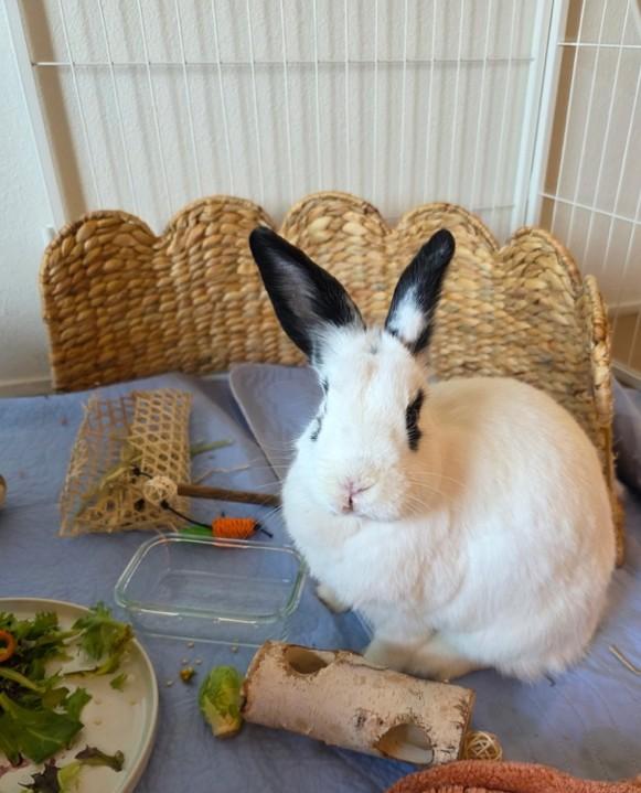 Maeve, Adoptable, Adult Female English Spot.