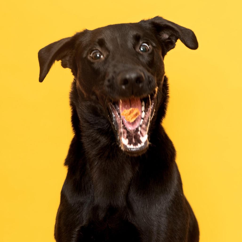 Phinjamin, Adoptable, Young Male Black Labrador Retriever & Mixed Breed.
