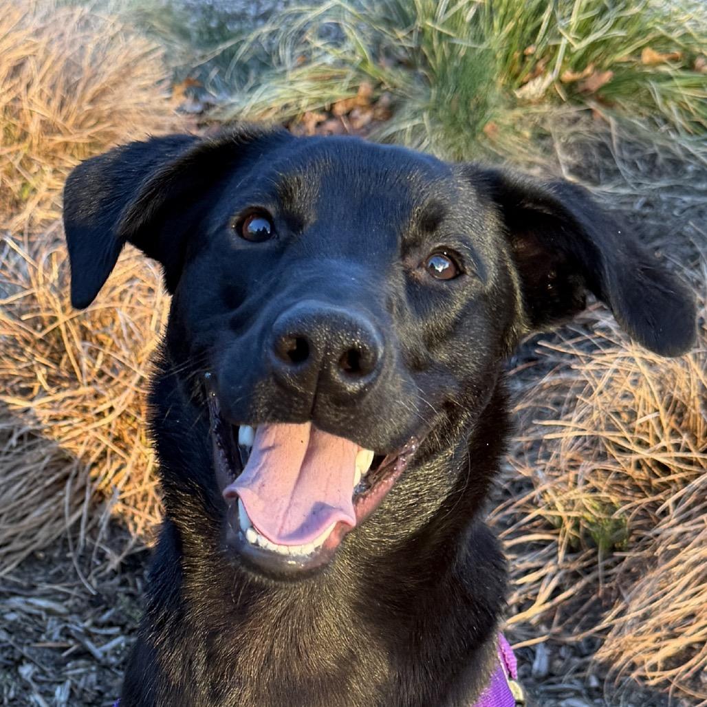 Phinjamin, a Adoptable mixed breed in East Hampton, NY image 3/6