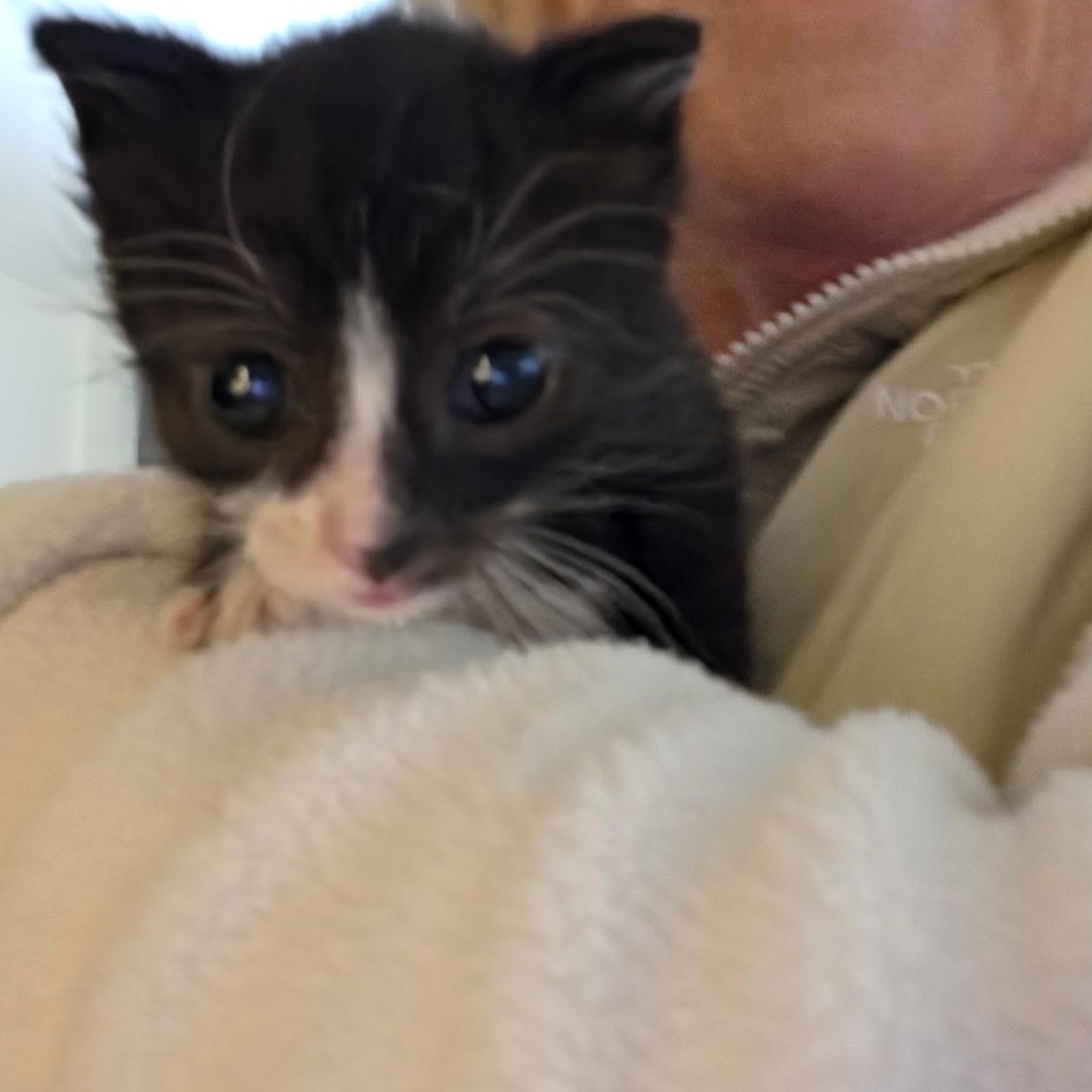 Right Twix, an adopted Domestic Short Hair in Lake Orion, MI image 3/3