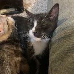 Right Twix, adopted, Kitten Male Domestic Short Hair.