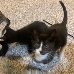 Right Twix, an adopted Domestic Short Hair in Lake Orion, MI image 2/3