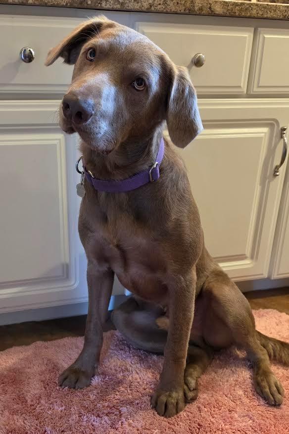 CHARLIE, Adoptable, Young Male Labrador Retriever.
