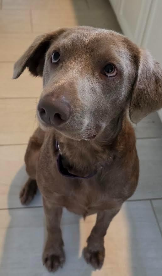 Enlarge CHARLIE, a Adoptable Labrador Retriever in Crossville, TN image 2/6