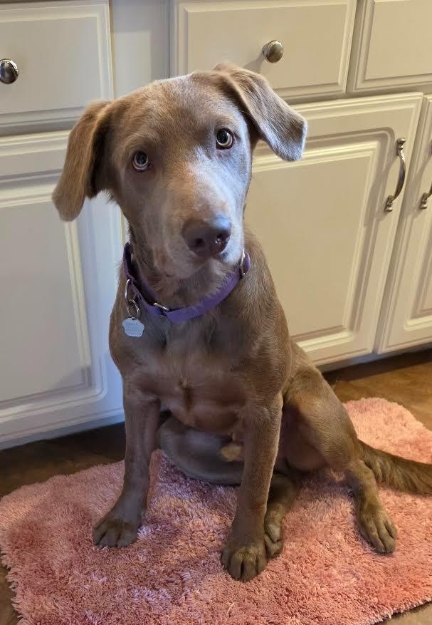 Enlarge CHARLIE, a Adoptable Labrador Retriever in Crossville, TN image 3/6