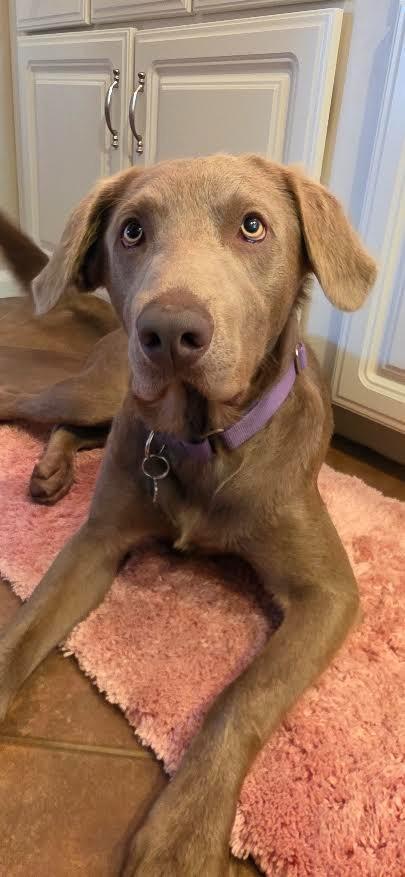 Enlarge CHARLIE, a Adoptable Labrador Retriever in Crossville, TN image 6/6